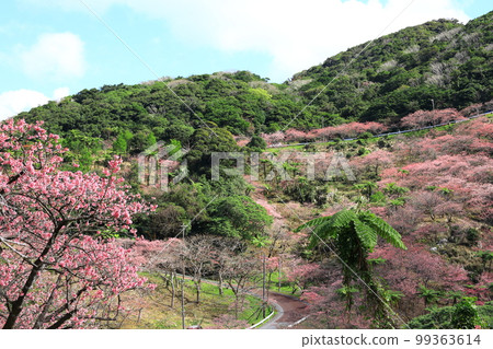 Yaedake Sakuranomori Park Kanhizakura in full bloom Yaedake Sakuranomori Park Kanhizakura in full bloom 99363614