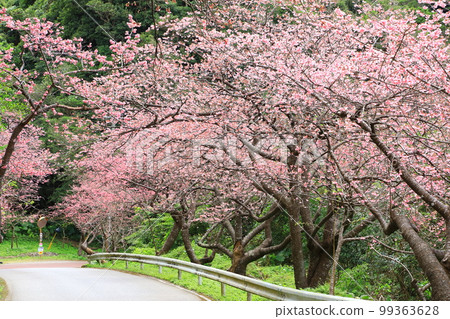 Yaedake Sakuranomori Park Kanhizakura in full bloom 99363628