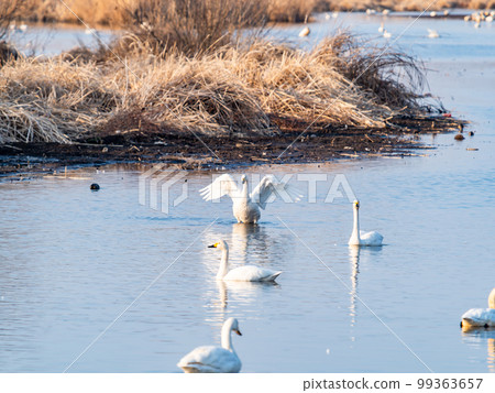 A wintering ground for swans: the graceful and dynamic fluttering of swans' wings in Sugo-numa, Ibaraki Prefecture 99363657