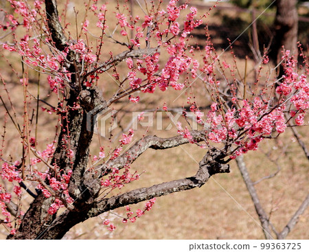 Plum Blossoms in Spring, Red Plum Blossoms, White Plum Blossoms, Kanagawa Okurayama Park Plum Blossoms in Spring, Red Plum Blossoms, White Plum Blossoms, Kanagawa Okurayama Park 99363725
