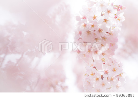 櫻花 櫻 賞櫻 99363895