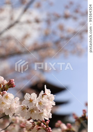 Cherry blossoms and Rurikoji Temple! Spring in Japan with cherry blossoms A five-storied pagoda, a national treasure! Tourism in Yamaguchi Prefecture Cherry blossoms and Rurikoji Temple! Spring in Japan with cherry blossoms A five-storied pagoda, a national treasure! Tourism in Yamaguchi Prefecture 99364304