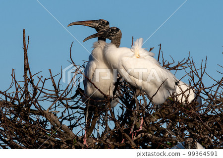 Pair of Wood Storks - Mycteria americana - engaged in courtship behavior. 99364591