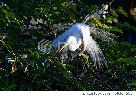 Great Egret - Ardea alba - in breeding plumage in Wakodahatchee Wetlands. 99364596