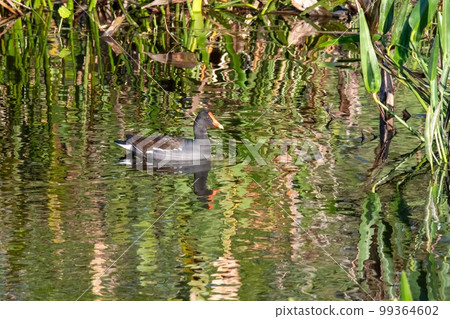 Common Moorhen - Gallinula galeata - amidst colorful reflections. 99364602