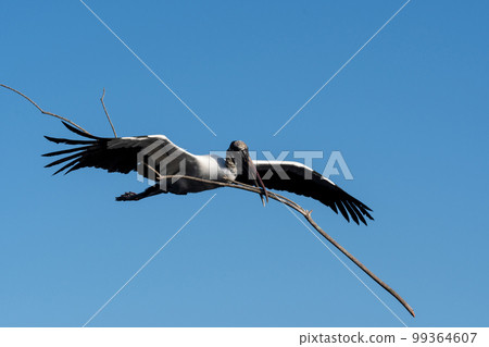 Flying Wood Stork - Mycteria americana - carrying branch for nesting material. 99364607