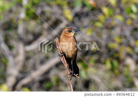 Boat-tailed Grackle - Quiscalus major - perched above wetlands in Florida. 99364612