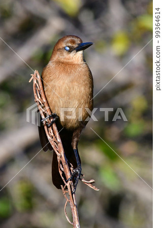 Boat-tailed Grackle - Quiscalus major - perched above wetlands in Florida. 99364614