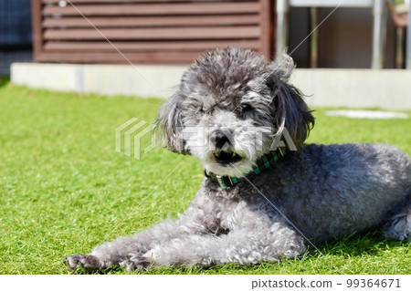 A dog sitting and relaxing on the lawn Close-up of a toy poodle's overgrown and messy face A dog sitting and relaxing on the lawn Close-up of a toy poodle's overgrown and messy face 99364671
