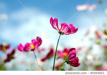 Autumn cherry blossoms Autumn cherry blossoms 99364691