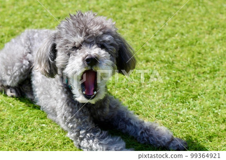 一隻狗坐在草坪上放鬆 玩具貴賓犬的頭髮太長而且蓬頭垢面 99364921