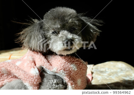 Dog relaxing indoors Toy Poodle Dog's natural expression Face close-up 99364962