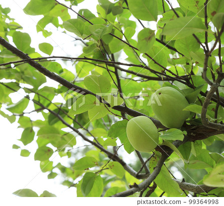 Apple, Seoul Forest, Seongdong-gu, Seoul 99364998