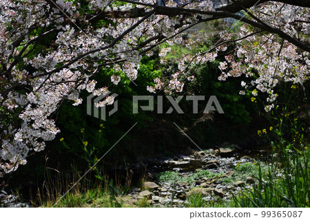 Cherry blossom scenery in Hisayama town 99365087