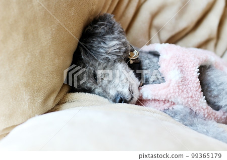 Dog relaxing under a blanket Toy poodle Dog's natural expression Relaxing 99365179
