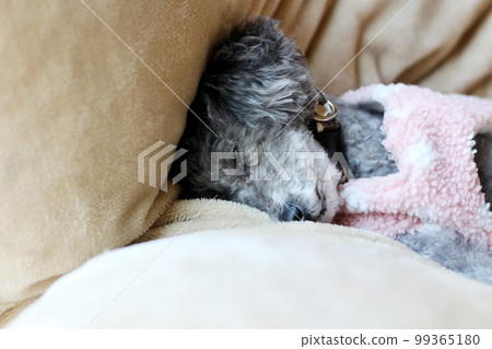 Dog relaxing under a blanket Toy poodle Dog's natural expression Relaxing 99365180