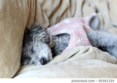 Dog relaxing under a blanket Toy poodle Dog's natural expression Relaxing 99365184