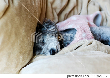 Dog relaxing under a blanket Toy poodle Dog's natural expression Relaxing 99365187