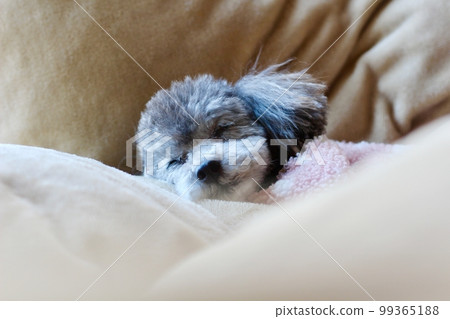 Dog relaxing under a blanket Toy poodle Dog's natural expression Relaxing 99365188