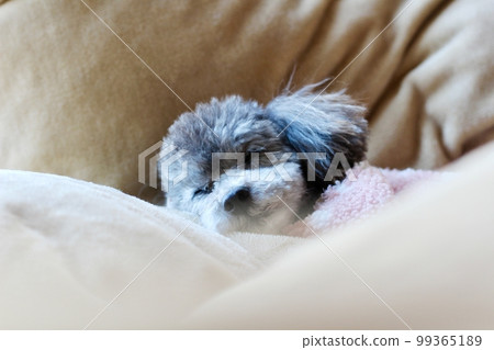 Dog relaxing under a blanket Toy poodle Dog's natural expression Relaxing 99365189