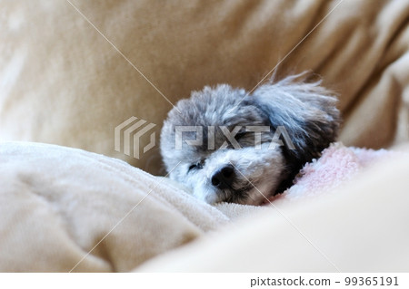 Dog relaxing under a blanket Toy poodle Dog's natural expression Relaxing 99365191