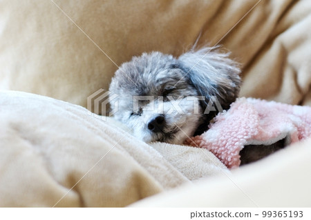 Dog relaxing under a blanket Toy poodle Dog's natural expression Relaxing 99365193