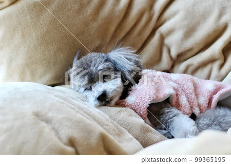 Dog relaxing under a blanket Toy poodle Dog's natural expression Relaxing 99365195