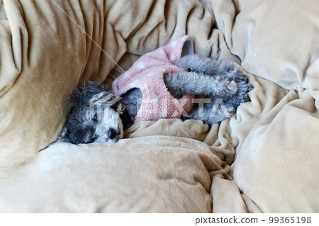 Dog relaxing under a blanket Toy poodle Dog's natural expression Relaxing 99365198