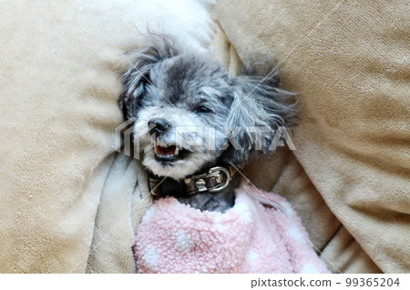 Dog relaxing under a blanket Toy poodle Dog's natural expression Relaxing 99365204