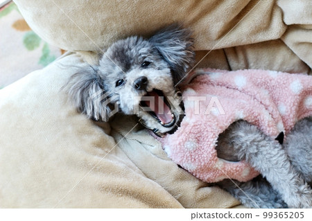 Dog relaxing under a blanket Toy poodle Dog's natural expression Relaxing 99365205
