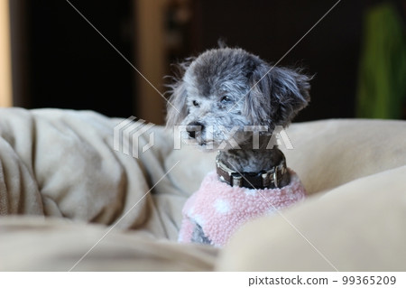 Dog relaxing under a blanket Toy poodle Dog's natural expression Relaxing 99365209