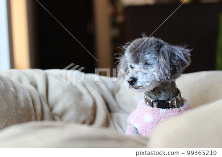 Dog relaxing under a blanket Toy poodle Dog's natural expression Relaxing 99365210
