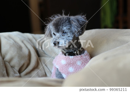 Dog relaxing under a blanket Toy poodle Dog's natural expression Relaxing 99365211