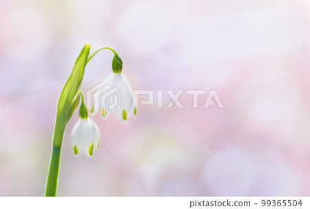 Flower of snowflake (Oomatsu Yukisawa) 99365504