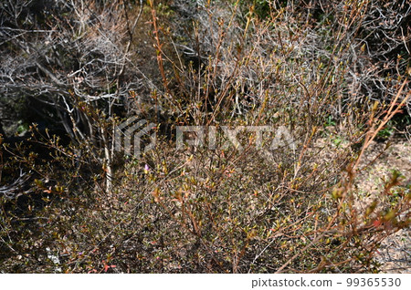 Fuji Azalea 99365530