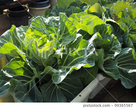 在種植園裡種植的捲心菜 在種植園裡種植的捲心菜 99365567