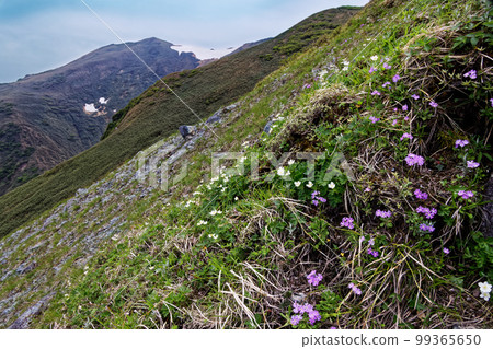 谷川山脈和富士山山脊線上的高山植物。 谷川山脈和富士山山脊線上的高山植物。 99365650