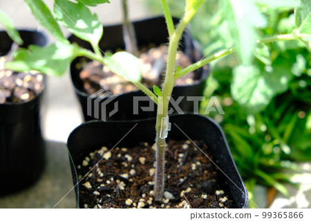 嫁接苗連接部分 99365866