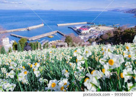Japanese Narcissus Flower Pathway Narcissus swaying in the sea breeze 99366007