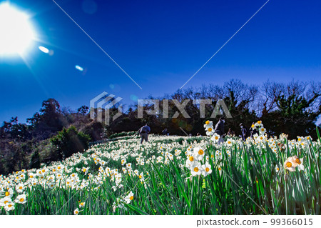 Japanese Narcissus Flower Pathway 海風中搖曳的水仙 Japanese Narcissus Flower Pathway 海風中搖曳的水仙 99366015