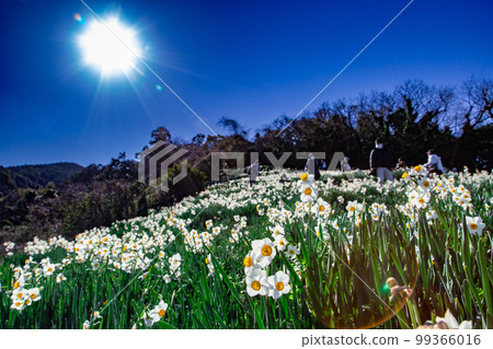 Japanese Narcissus Flower Pathway 海風中搖曳的水仙 Japanese Narcissus Flower Pathway 海風中搖曳的水仙 99366016