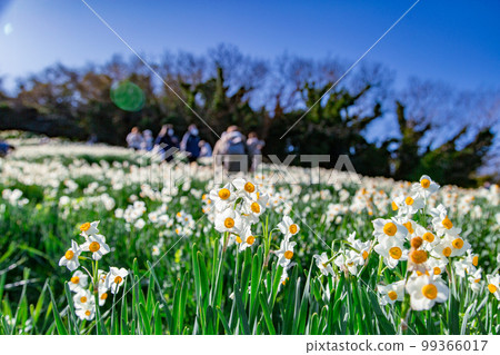 Japanese Narcissus Flower Pathway 海風中搖曳的水仙 Japanese Narcissus Flower Pathway 海風中搖曳的水仙 99366017