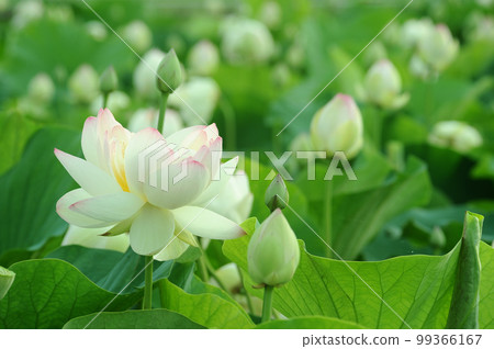 Lotus flowers seen in the countryside Lotus flowers seen in the countryside 99366167