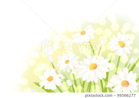 chrysanthemum, daisy chrysanthemum, daisy 99366277