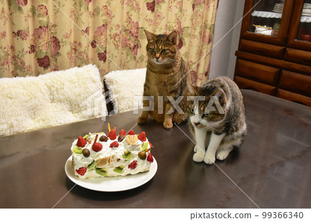 Handmade cake of cat, strawberry and kiwi Handmade cake of cat, strawberry and kiwi 99366340