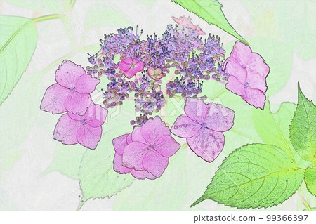 在雨季看起來不錯的插圖繡球花 10 在雨季看起來不錯的插圖繡球花 10 99366397