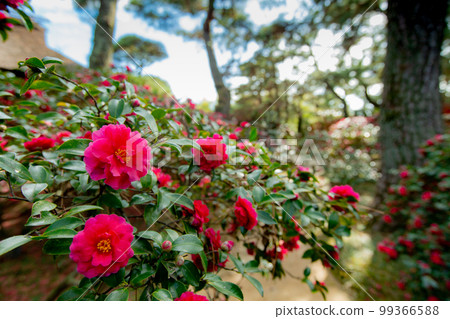 擁有神奇鳥居的大名庭園 Nakazu Banshoen 99366588
