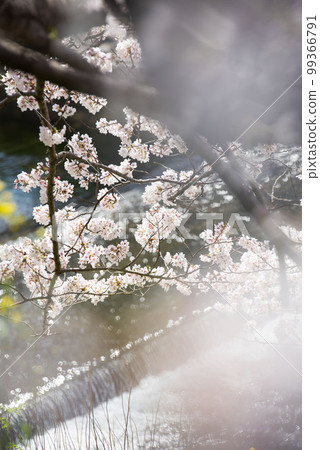 Cherry Blossoms	 99366791
