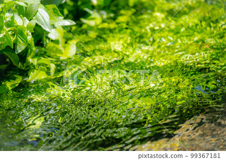 Fresh green, clear stream, and eco-image reflected on the surface of the water (Oyamaki Yazawa Stream) 99367181