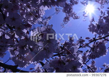 Cherry Blossoms	 99367276